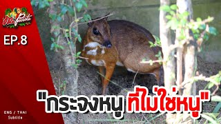 EP8.กระจงหนูที่ไม่ใช่หนู (Lesser mouse-deer)