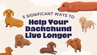 5 Significant Ways To Help Your Dachshund Live LONGER - Dachshund Lifespan by Dachshund Station 616 views 1 year ago 3 minutes, 52 seconds