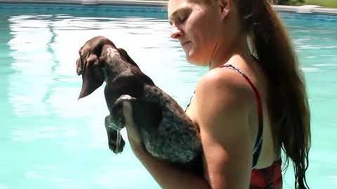 German Shorthaired Pointers Libby Swimming at 8 Weeks old