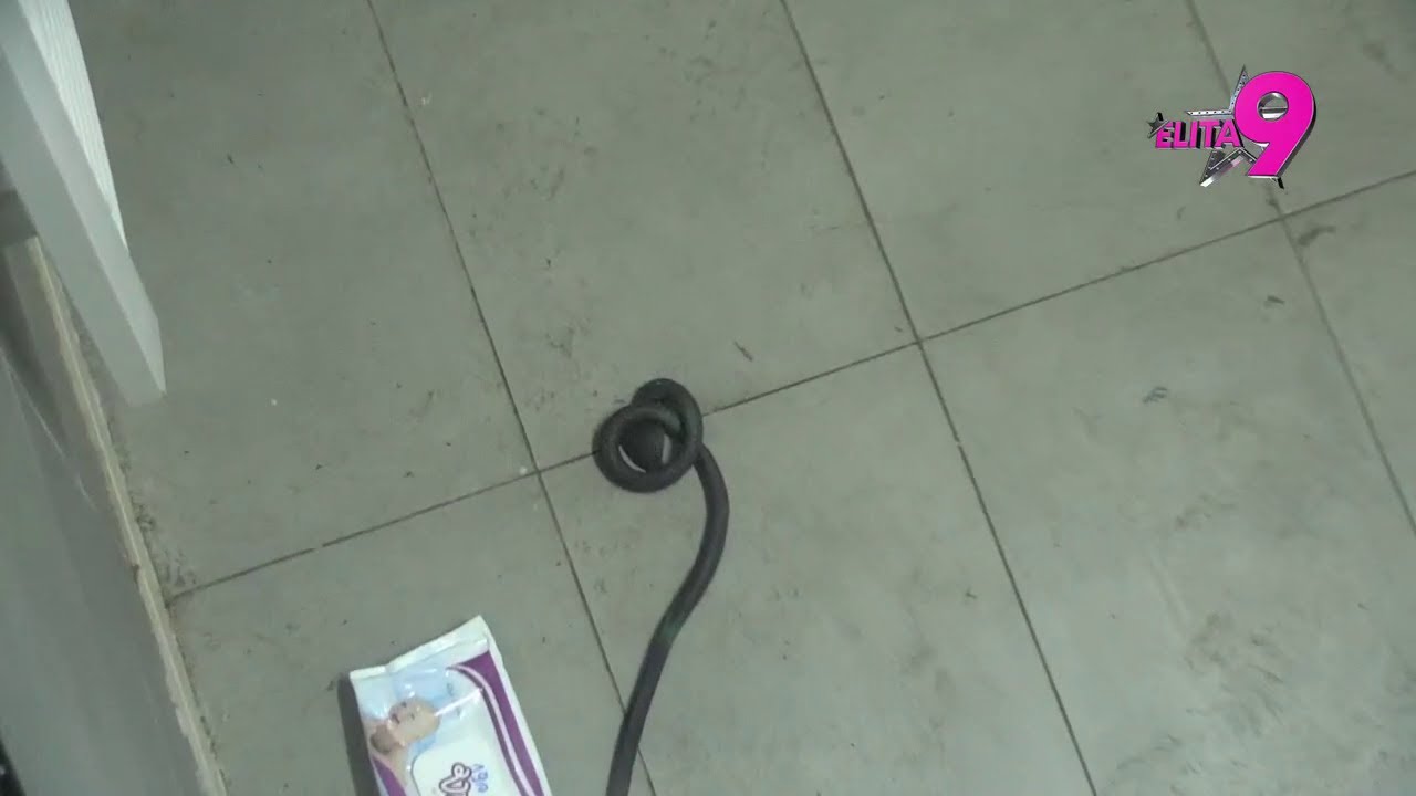 ELITA 9: Sara Stojanović sledeća nasela na Janjuševu foru, totalni hit - 20.11.2025.