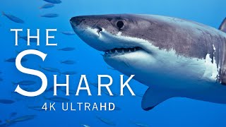 The Shark in 4K UHD | Oceanic Relaxation Film with Calming Music