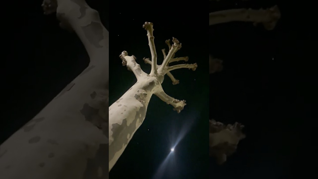 Giganten der Nacht! Traumhaft und WUNDERSCHÖN! 🤩✨🤩 