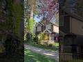 Pink Cherry Blossom Street Walk Vancouver #CherryBlossoms