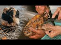 How to Clean and Prepare Sheep Head for Cooking | Traditional Rural Method