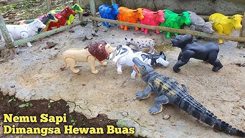 MENEMUKAN SAPI DIMANGSA HEWAN BUAS, SAPI LUCU, SAPI WARNA WARNI, SAPI KARTUN, SAPI JOGET, SAPI MOO