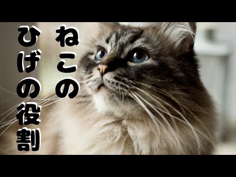 猫のひげの役割5つ｜切るとどうなる？生え変わる期間も解説