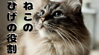 猫のひげの役割