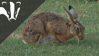 Brown hare