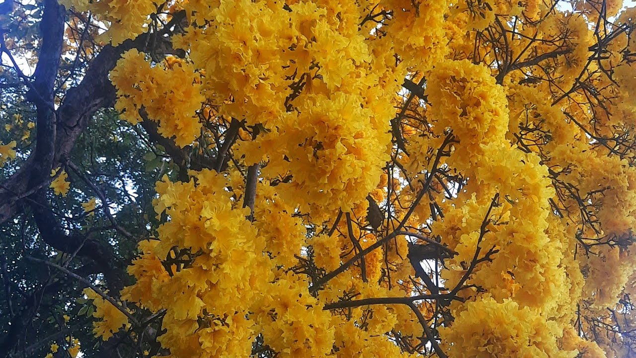Golden Trumpet Flower Tree tabebuia chrysotricha, Royal Botanical