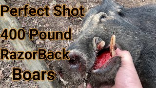 Perfect Hunt For Razorback Boars!! Perfect Shots On Giant Boar Hogs 2 Shots 2 Perfect Hogs!!!