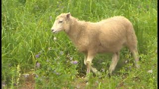 Local farm wins praise from the United Nations for using sheep instead of lawnmowers