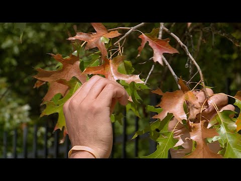 Video: Apa Itu Xylella - Merawat Pokok Oak Dengan Hangus Daun Xylella