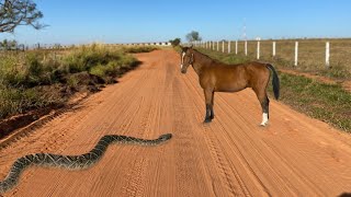 ESTA COBRA MEXEU COM O OPONENTE ERRADO!