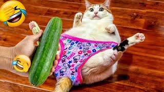 Try Not To Laugh Cats And Dogs Videos 😎 - Best Funniest Animals Video 2024 #6