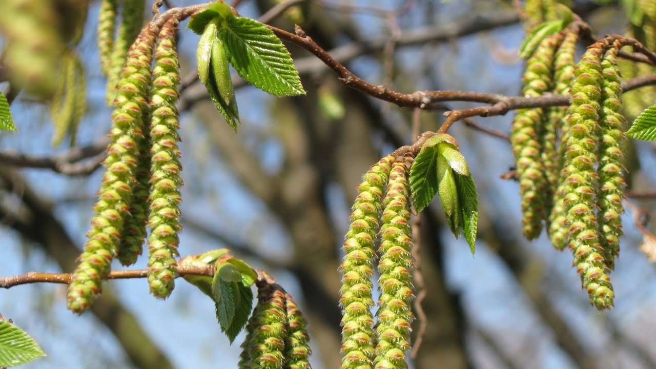 Allergia Ai Pollini: Sintomi, Test E Trattamento - Foto 6