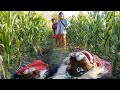 Di Makan Barongan Blora Penunggu Kebun Jagung || Cerita Pendek