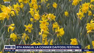 8th annual La Conner Daffodil Festival | FOX 13 Seattle