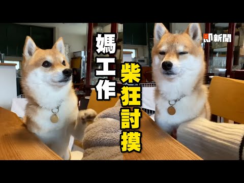 媽工作柴犬撒嬌討摸😍伸手猛拍主人示意：繼續｜寵物動物｜狗狗｜精選影片