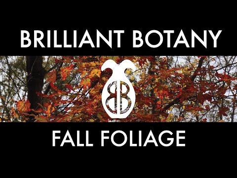 Fall Foliage and How It Happens