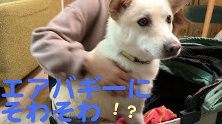 【保護犬 エアバギードーム3 ラージ】バギーデビューまでの道のり