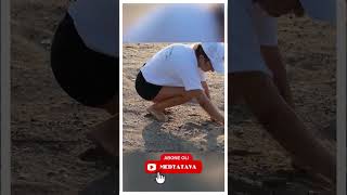 Bu yıl Türkiye'de 169 bin 972 kaplumbağa denize kavuştu