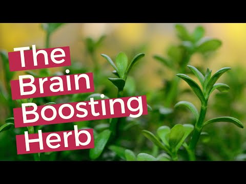 Bacopa Monnieri | 7 Health Benefits of Bacopa Monnieri