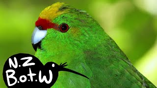 Yellow-crowned parakeet - New Zealand Bird of the Week