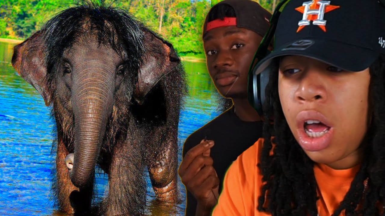 Elephants Are Nature's Greatest Creation (Casual Geographic)