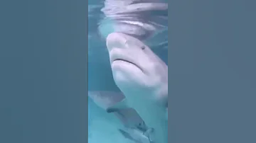 ¿De qué color es el bañador para evitar a los tiburones?