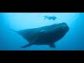 The Whale at Scale: A Short Documentary