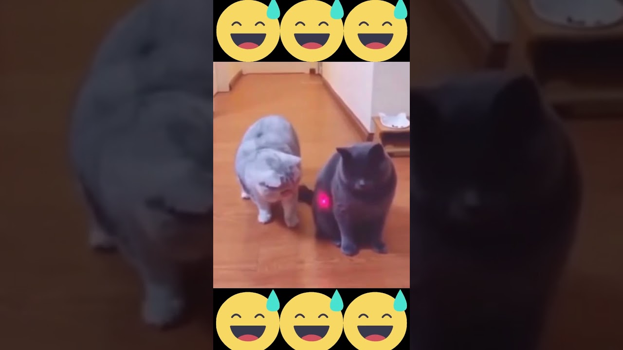 Cat Vs Laser😹😽