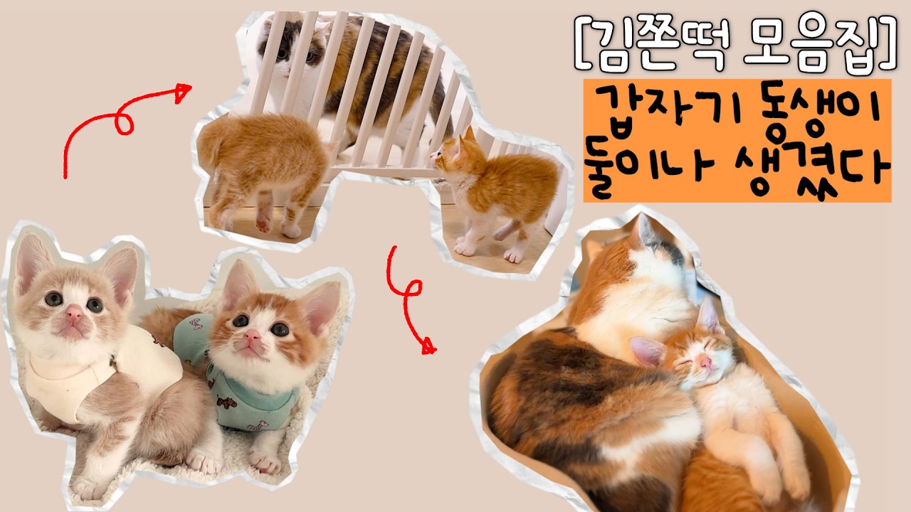 [몰아보기] 느슨해진 외동묘 집에 형제냥의 등장이라... 동반 입양부터 합사까지 몰아보기