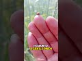 Asian Lady Beetle | The Lady Bug's Nasty Cousin
