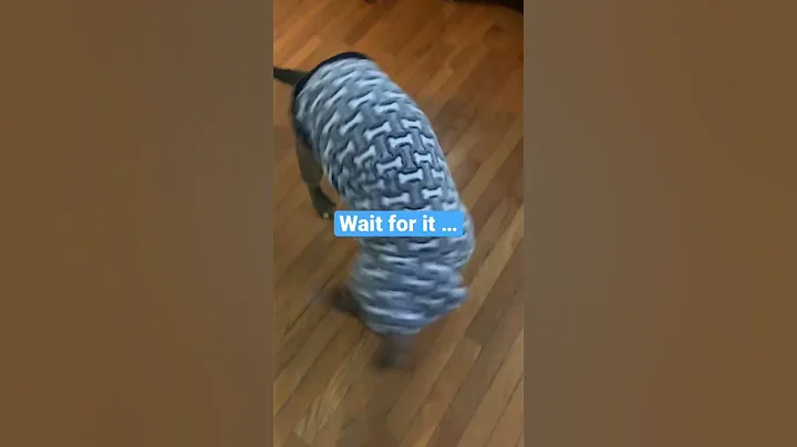 BREAK DANCING DOG !!!!!!!