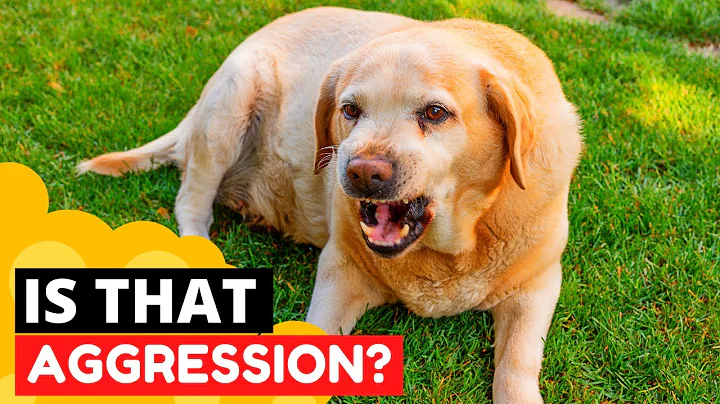 8 Signs your Golden Retriever is Aggressive - DayDayNews