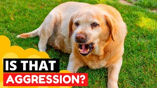 8 Signs your Golden Retriever is Aggressive