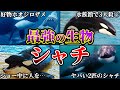 【実は人を襲う!?】海のギャングシャチのヤバすぎる生態と水族館で3人の命を奪ったシャチの事故とは?【ゆっくり解説】【VSホオジロザメ】