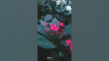 اجمل حالات واتس اب قران كريم بصوت جميل جدا💞//تلاوة خاشعة ❤أجمل حالات واتس اب قرآن#شهر_رمضان 🎧 Qura