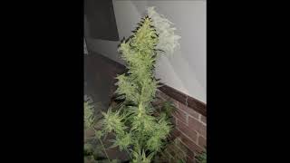 Seguimiento autowappa y whiteberry de Paradise Seeds