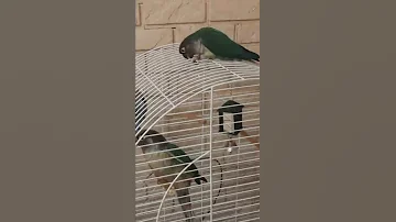 Попугаи Пирруры 🦜 в клетке с волнистиками