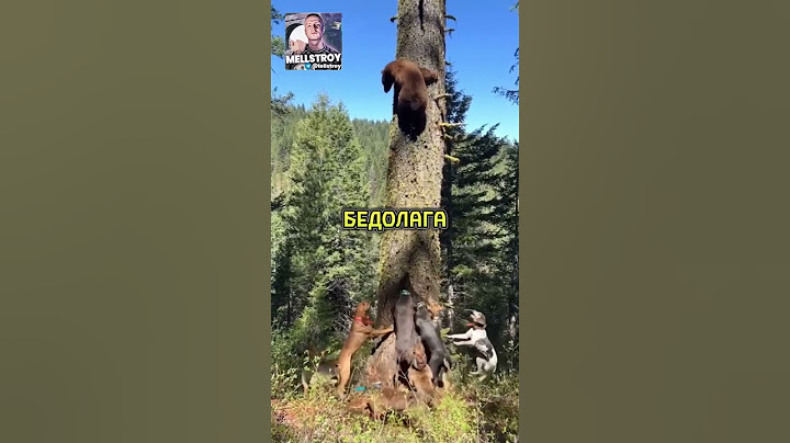 СОБАКИ АТАКОВАЛИ МЕДВЕДЯ🐻