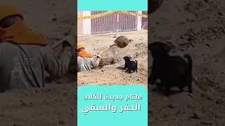 الكلاب مفيدة في الحفر والسقي
