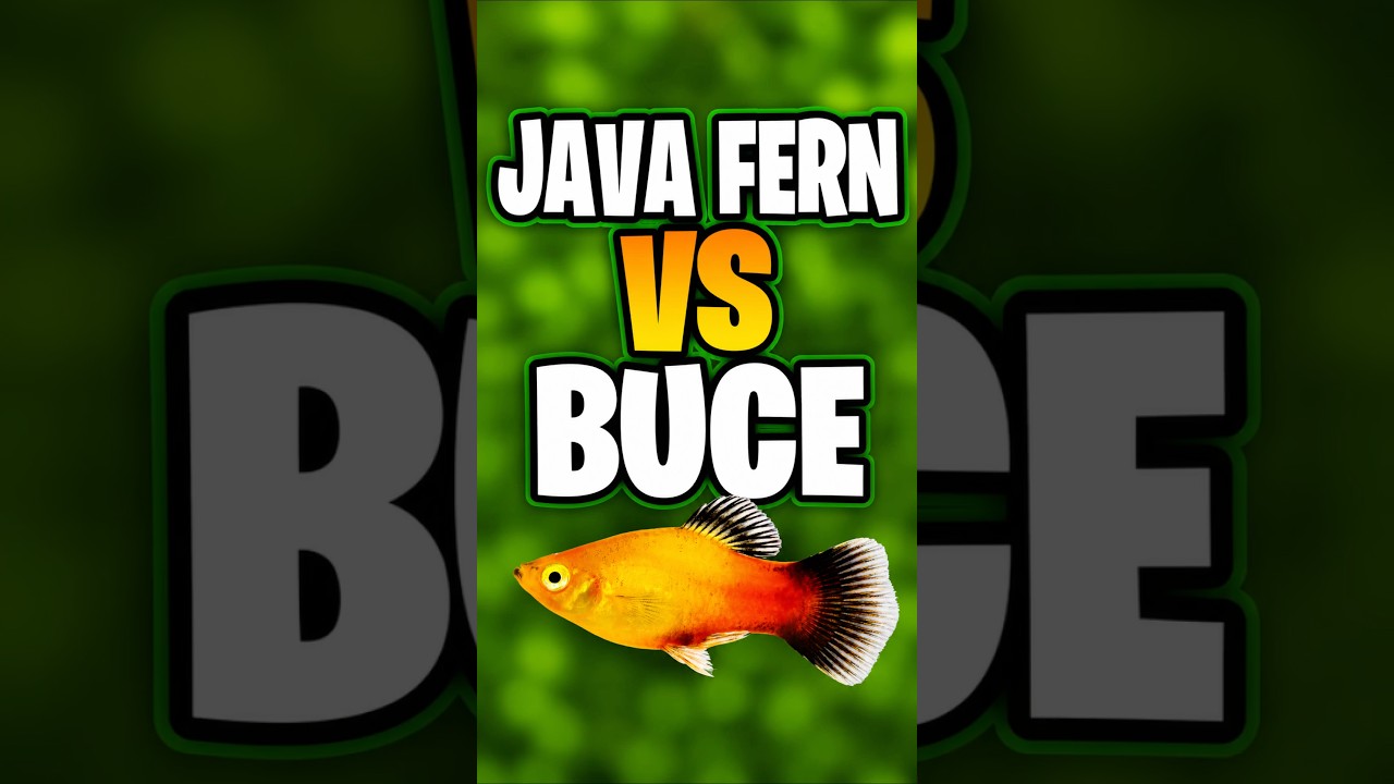 Java Fern vs Bucephalandra: Which Is Better For A Low-Tech Planted Tank?
