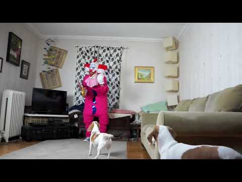 scary-clown-pranks-dog:-funny-dog-maymo