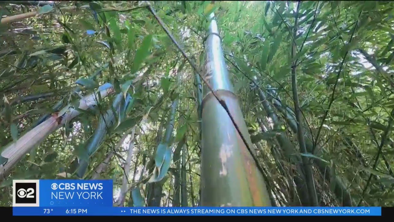 Hawthorne, N.J. trying to restrict invasive plants like bamboo