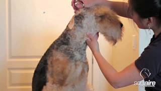 Airedale Grooming  Clipping (4/6)  Scissoring of the Head