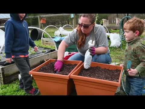 Wideo: Pielęgnacja wiśni w doniczkach – jak uprawiać wiśnie w pojemnikach