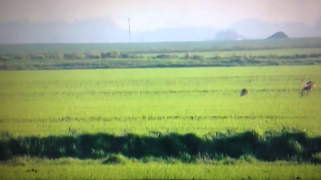 300 bar bitch willow