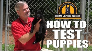 GSM testing German Shepherd Puppies!!!