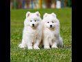 Ukraine imported samoyed puppies cute puppies in uae best imported dogs petsonline